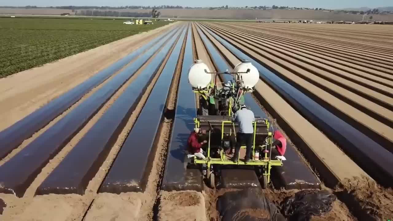 How To Produce Billions Of Strawberries In California - Strawberry Harvesting-8