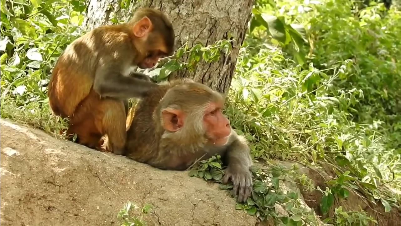 Monkey Videos Funny and Cute Monkey Video Compilation (Copyright Free) Full HD