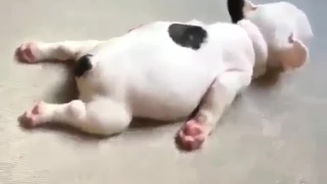 A dog that sleeps like a pig