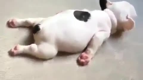 A dog that sleeps like a pig