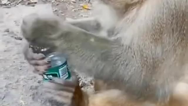 A man gives water to a monkey