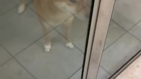Puppy wants to go shopping