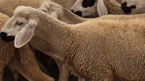 FLOCK OF SHEEP|SWEET SHEEP