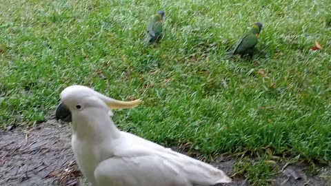 Unclewazza777-2024,With special Quests.?? Larry-The sulphur-crested cockatoo & friends..??