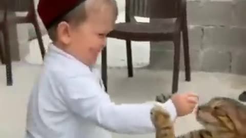 cool cats