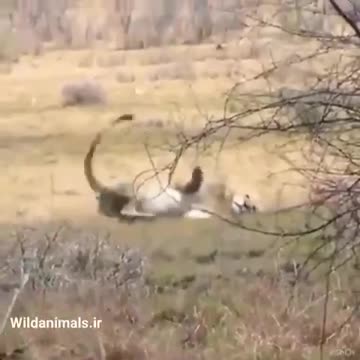 It does not just happen to vaccinated human but also vaccinated animals.