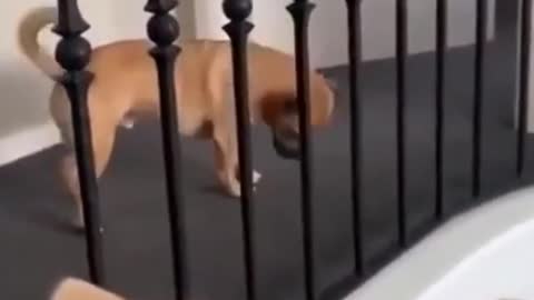 Super Funny Dog Videos LAUGH at FUNNY DOGS