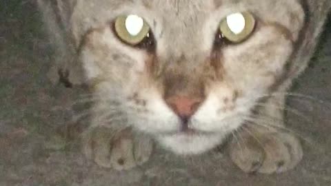 Cat Eating Food || best cutie pie cat moment ||