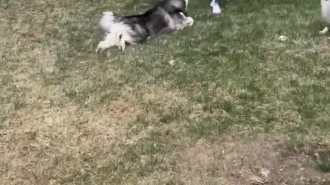 Reeling in a Husky Fish