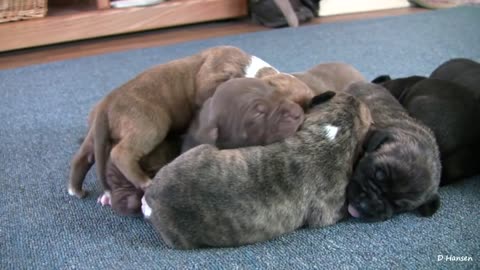 New born pitfall puppies