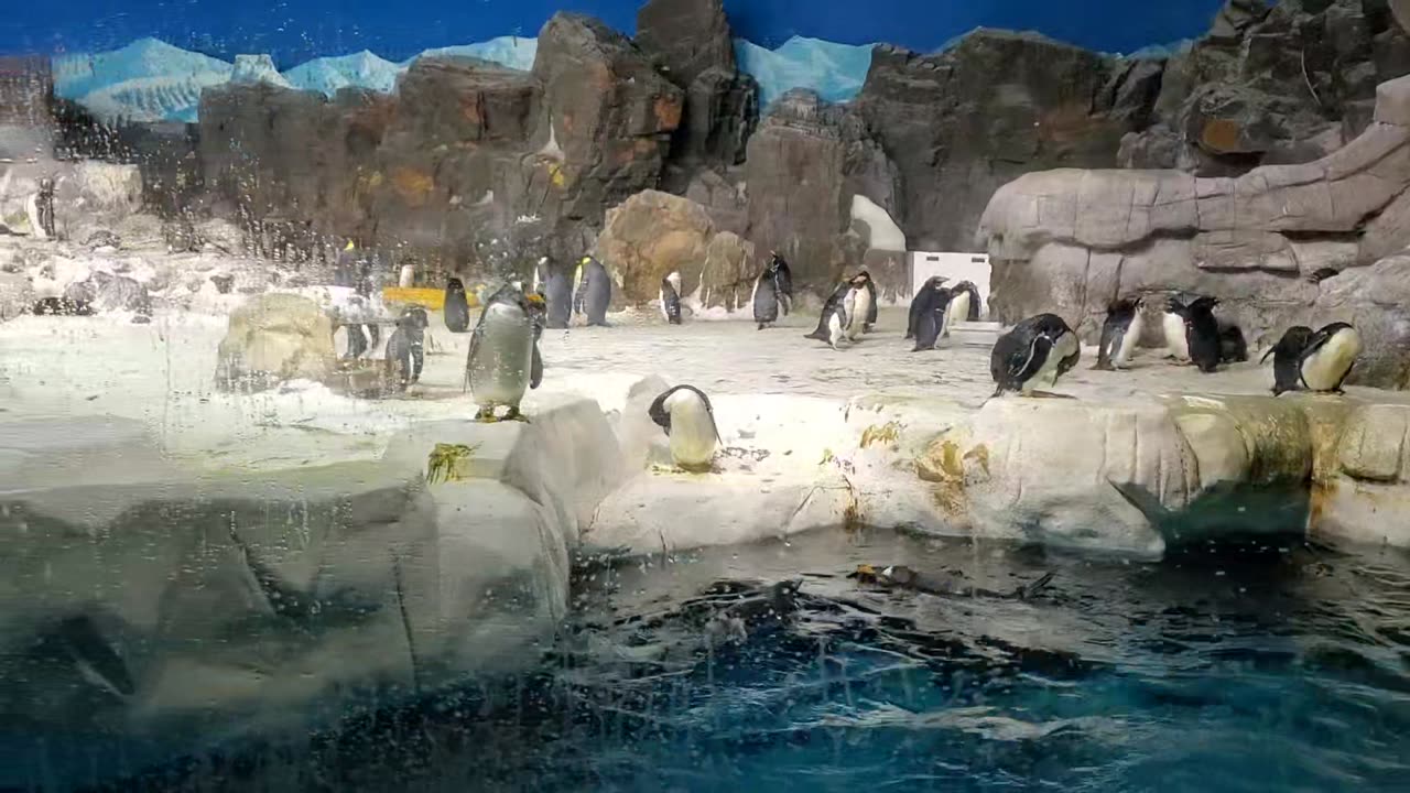 Penguins on Thanksgiving