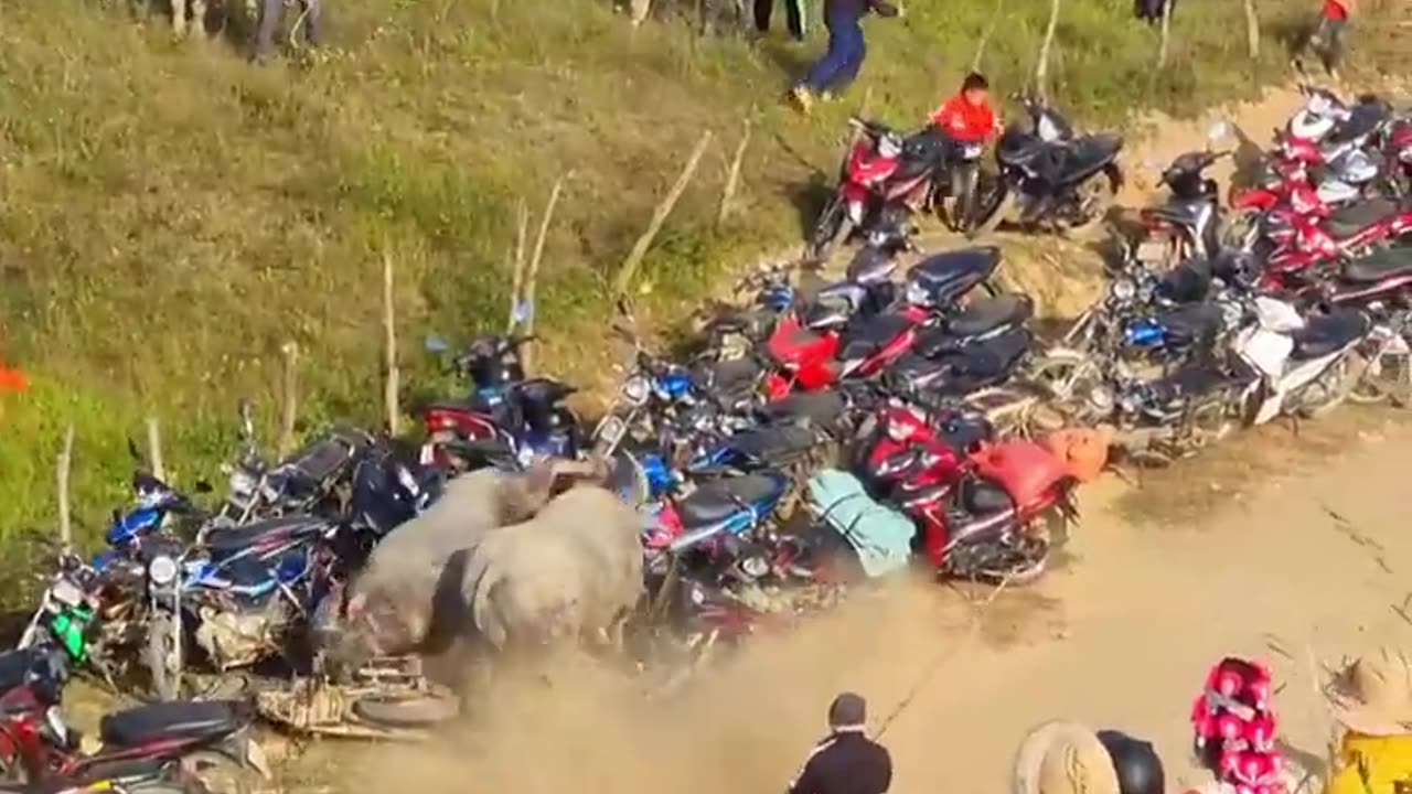 Funny video