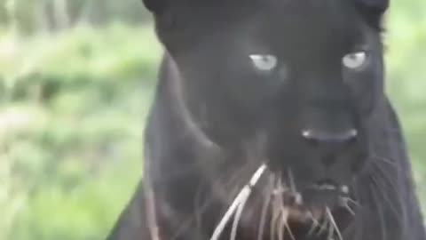 Black Panther communicates with humans and then changes his personality over night