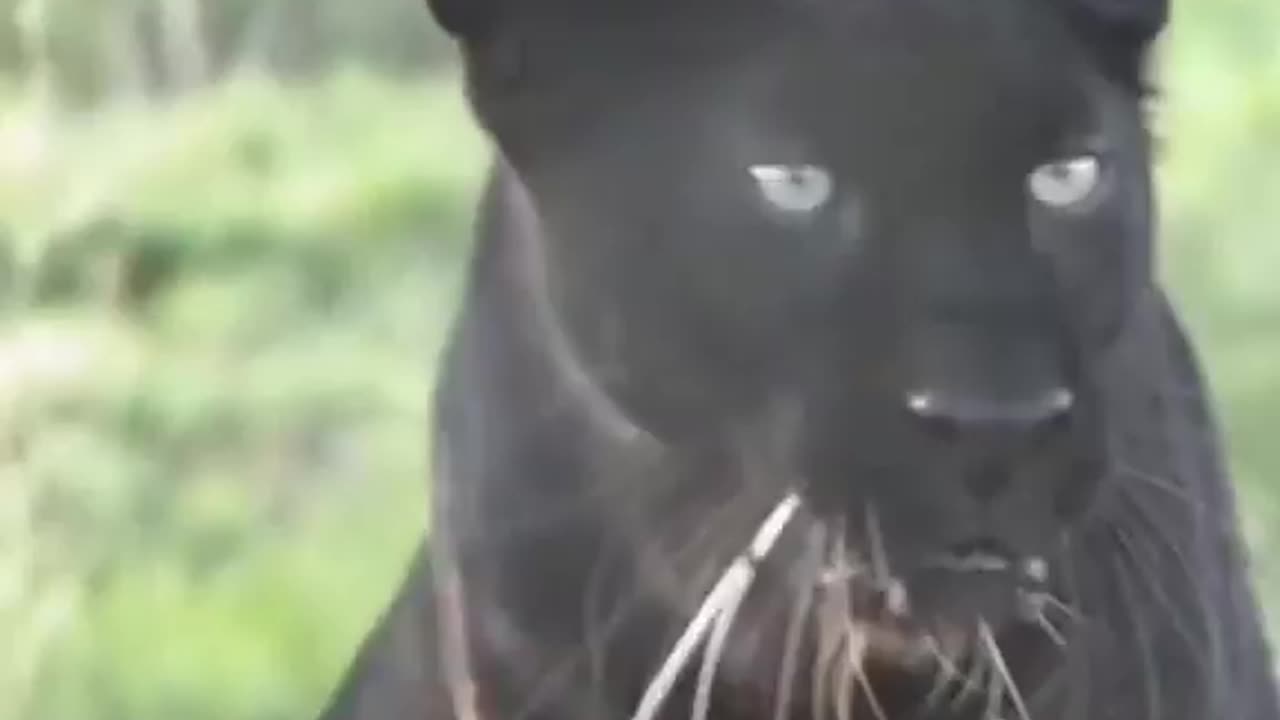 Black Panther communicates with humans and then changes his personality over night