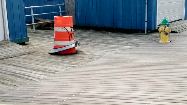 Squirrels playing on the boardwalk