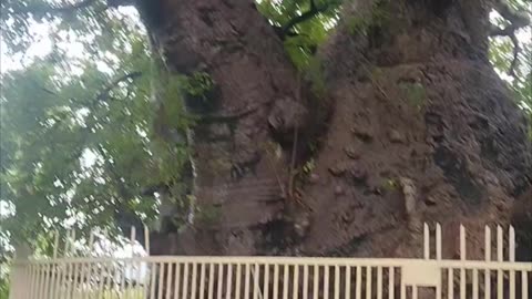 Big snake on tree