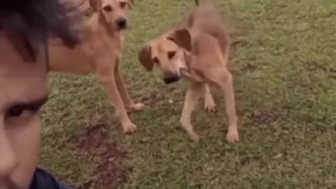 very funny cat and dogs compilation/😂😂😂😂😂😂😂