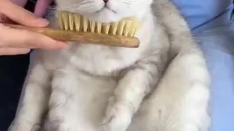 Cats video