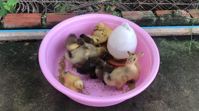 Cute baby duck