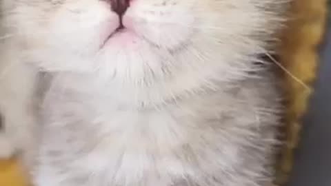 Cute cat 🐈 trending video