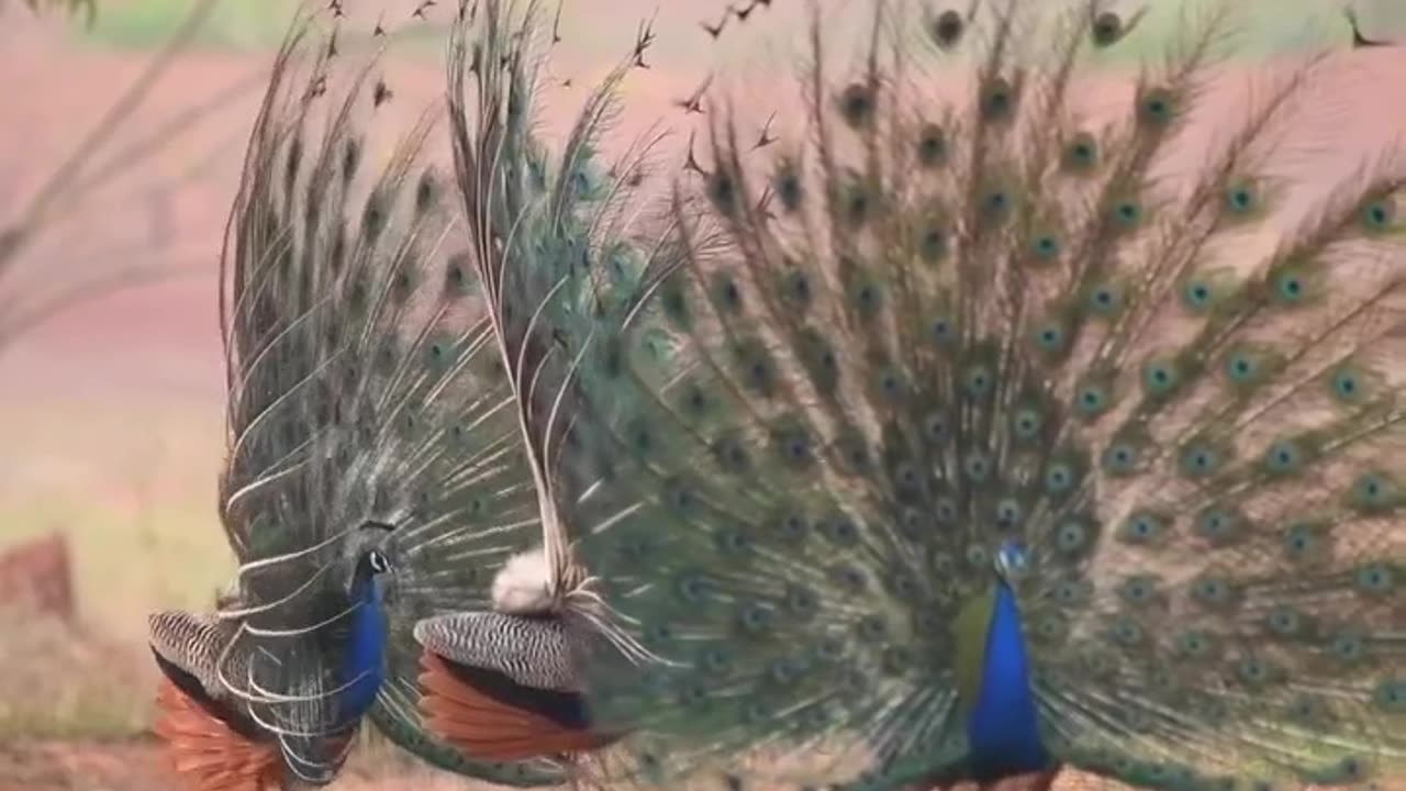 Peacock.