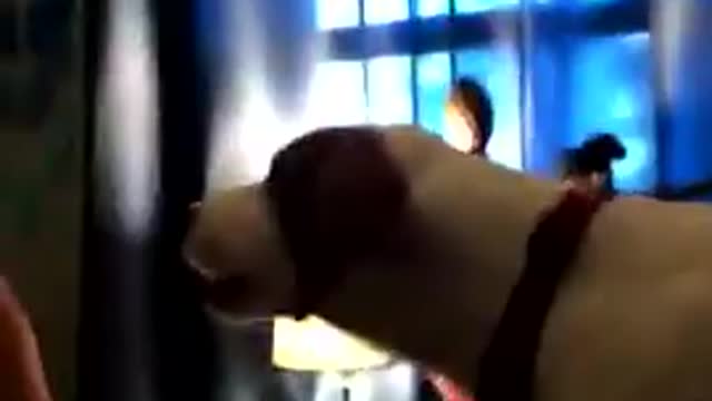 doggo gets into argument