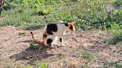 I gave bread to a colorful cute street cat.