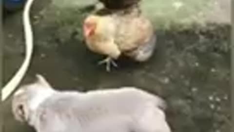 Funny chicken vs dog fight🤣🤣