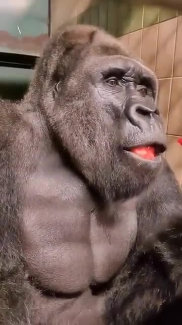 Funny Gorilla 17