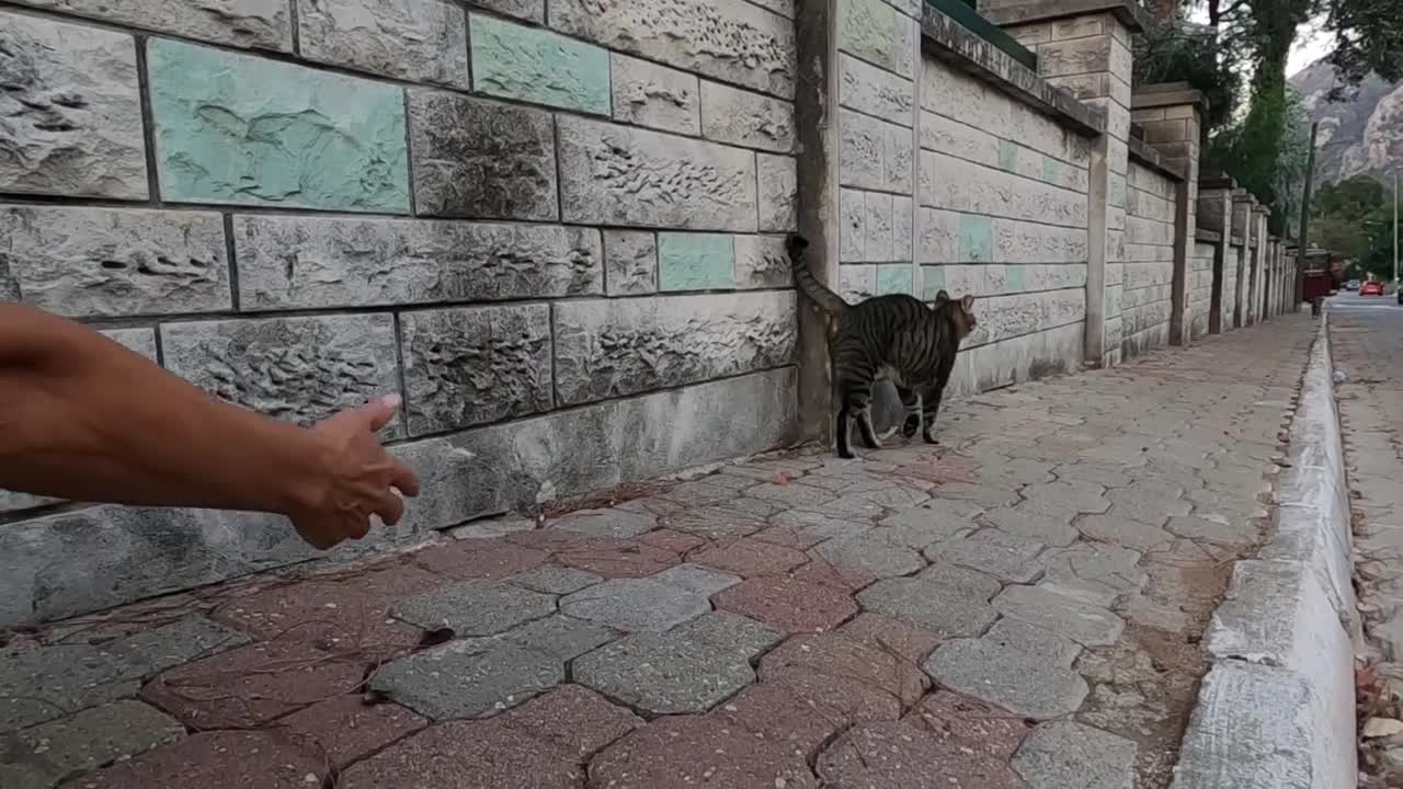 Two cats meow and say_ give us food but please don't touch