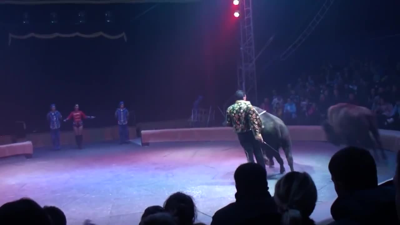 Circus. The show of different animals. Bisons, kangaroos, ostriches & giraffe