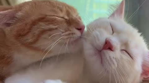 Cat love