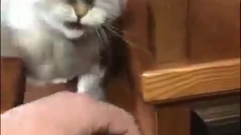 Cat funny video enjoy the moment😺