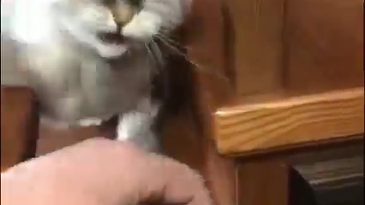 Cat funny video enjoy the moment😺