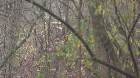 Big Buck Comes Out of the Woods