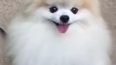 Cute dog short video cute baby puppy 😍😍