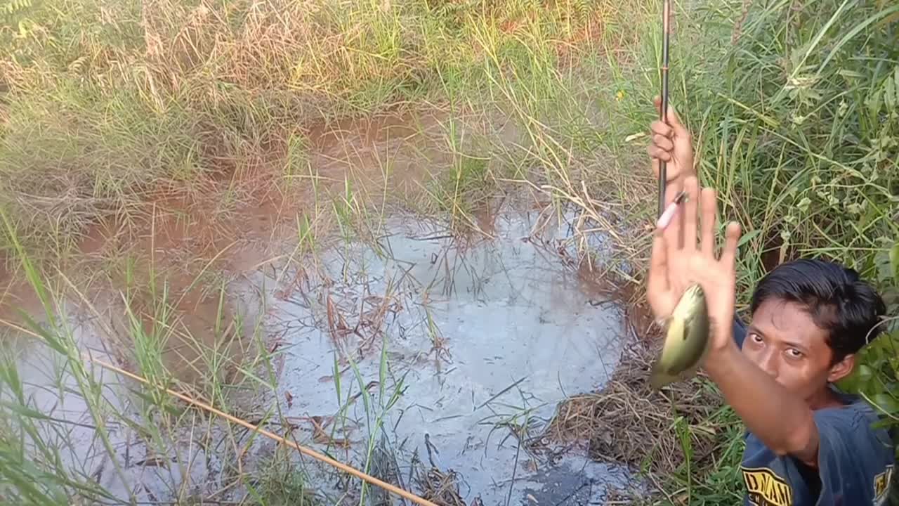 the inhabitants of this swamp spot,..the fish are greedy #fishing