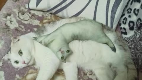 Funny and Cute Cats Videos #405