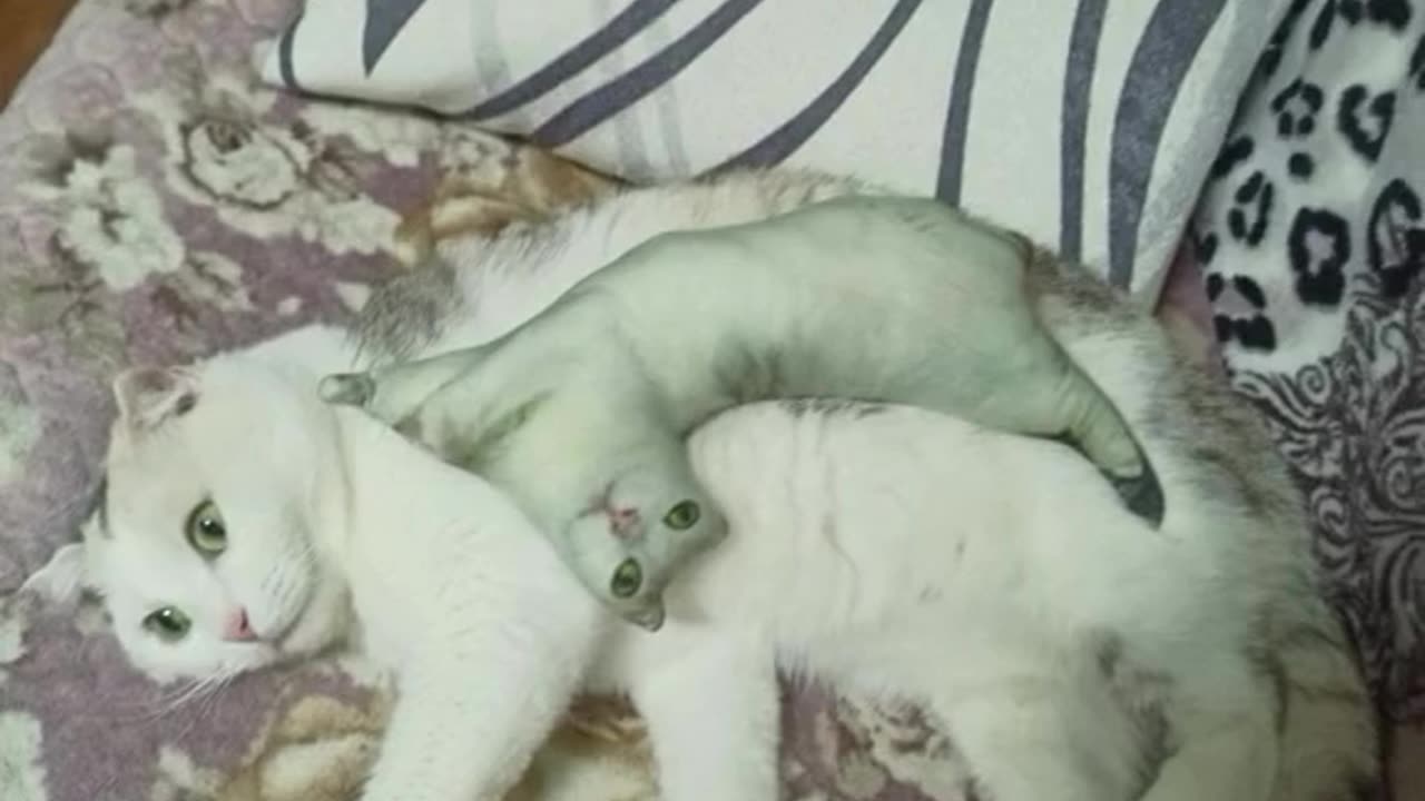 Funny and Cute Cats Videos #405