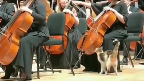 Cat wants to join the orchestra