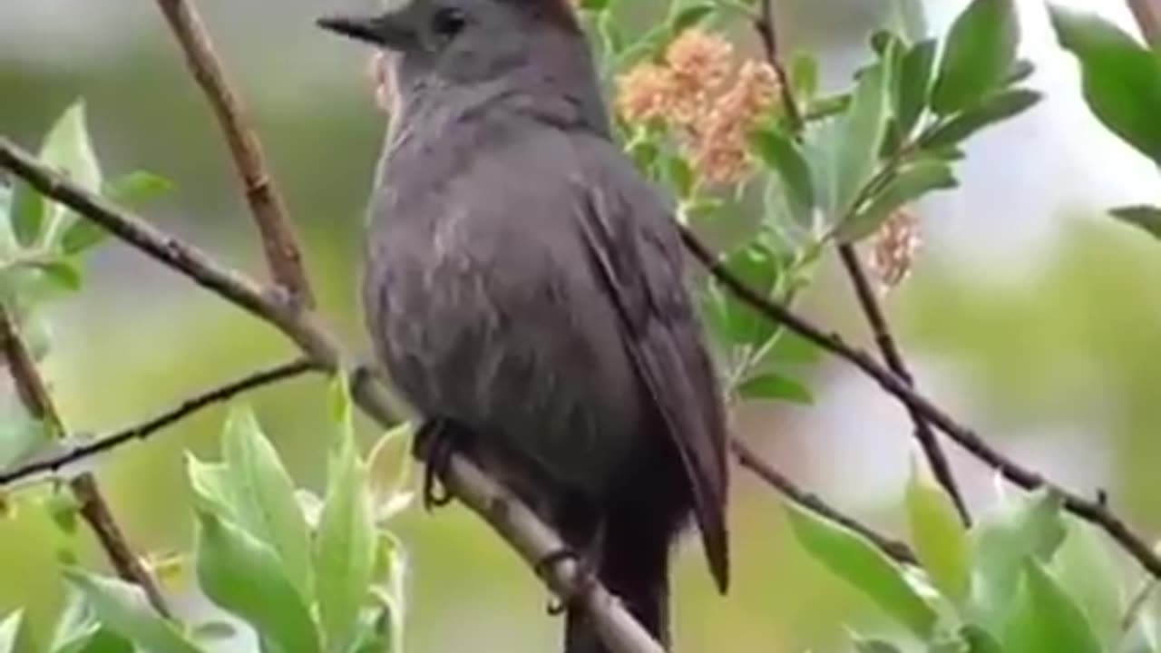 Birds. And nature