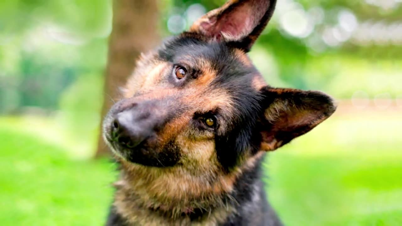 Som para Deixar Qualquer Cachorro Curioso (TESTADO)