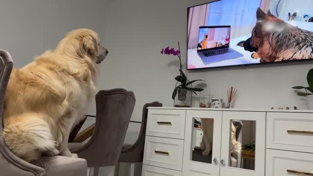 onfused Golden Retriever Recognized the German Shepherd Rocky on TV!