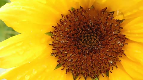 SUNFLOWER-GOOD-NATURE