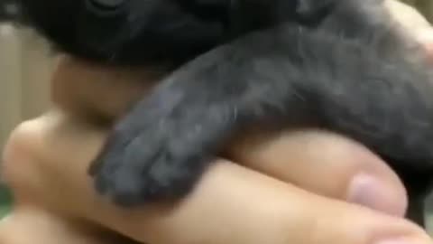 Adorable Little Black Kitten