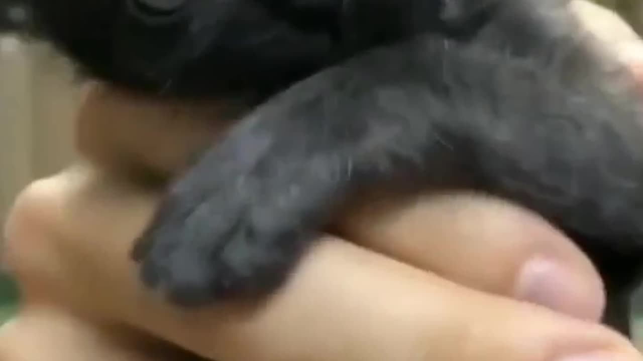 Adorable Little Black Kitten