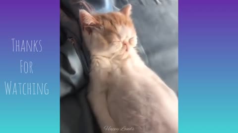 Cute cats and funny dogs - funny cat videos