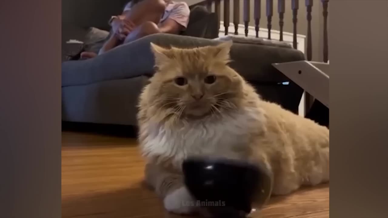 IMPOSSIBLE FUNNY ANIMALS