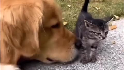 Cat animal dog animal shelter for the soul