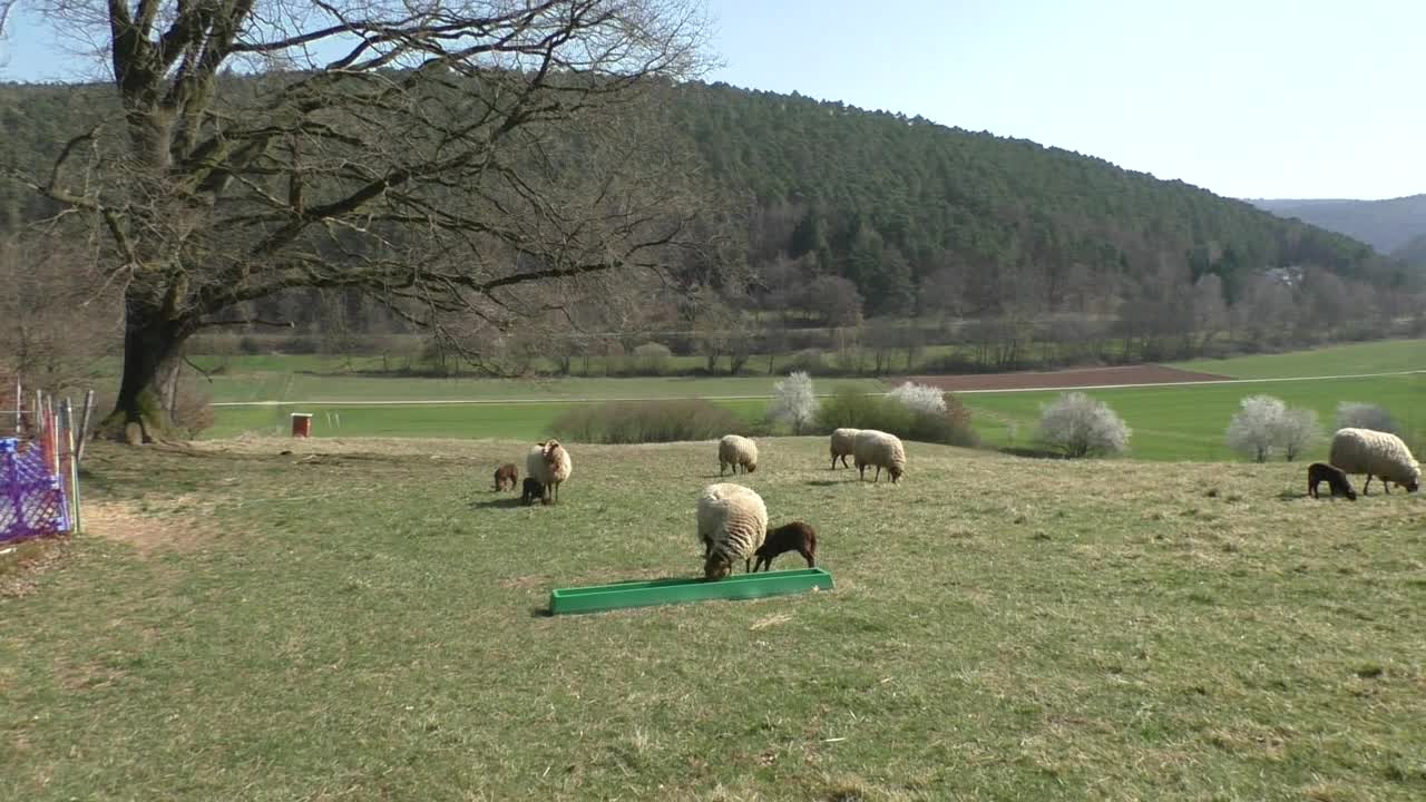 2022-03-28 Weide meine Schafe&Lämmchen und Montags-Spaziergang